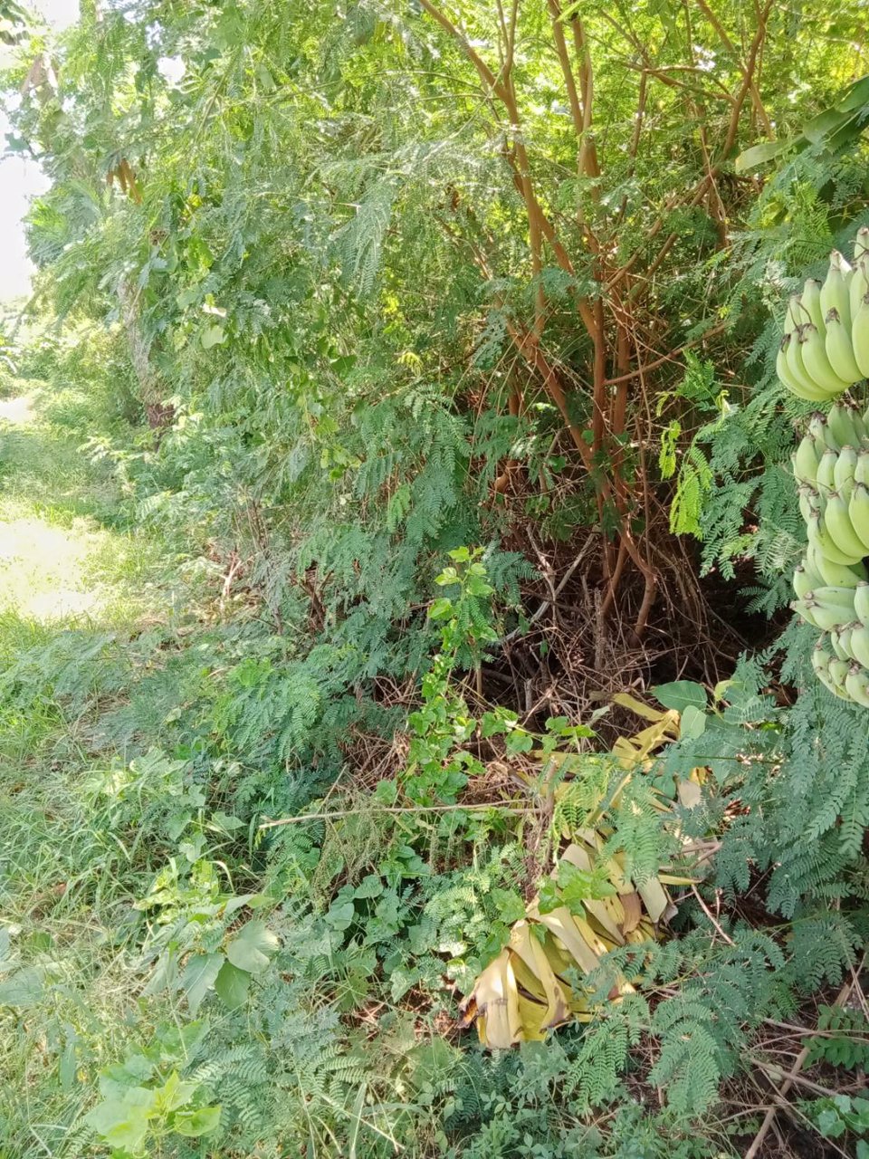 ขายที่ดินผังสีม่วง-17-ไร่-ๆละ-16-ล้าน-คลองส่งน้ำสุวรรณภูมิ