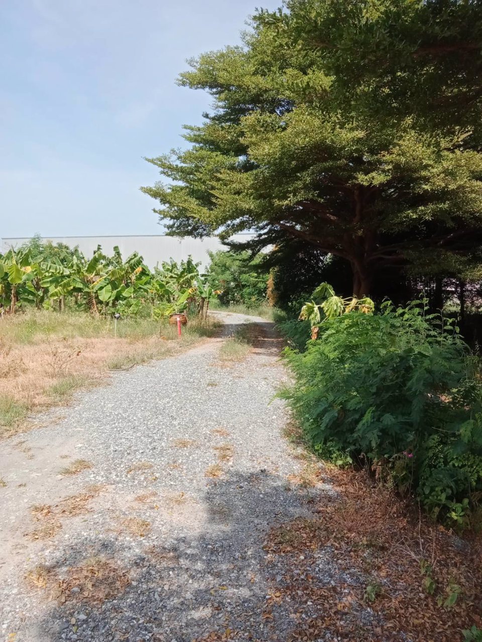 ขายที่ดินผังสีม่วง-17-ไร่-ๆละ-16-ล้าน-คลองส่งน้ำสุวรรณภูมิ