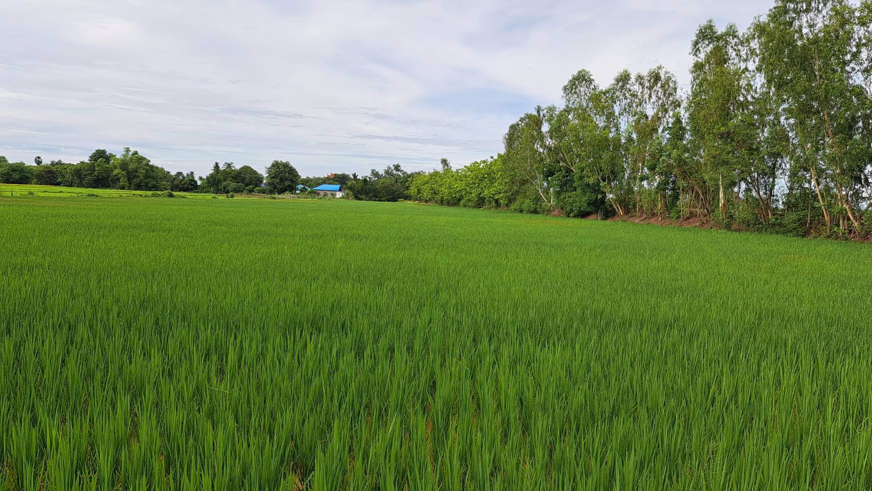 ขายด่วน-ที่ดินโฉนด-9-3-6ไร่-ติดหมู่บ้าน-มีน้ำไฟฟ้า