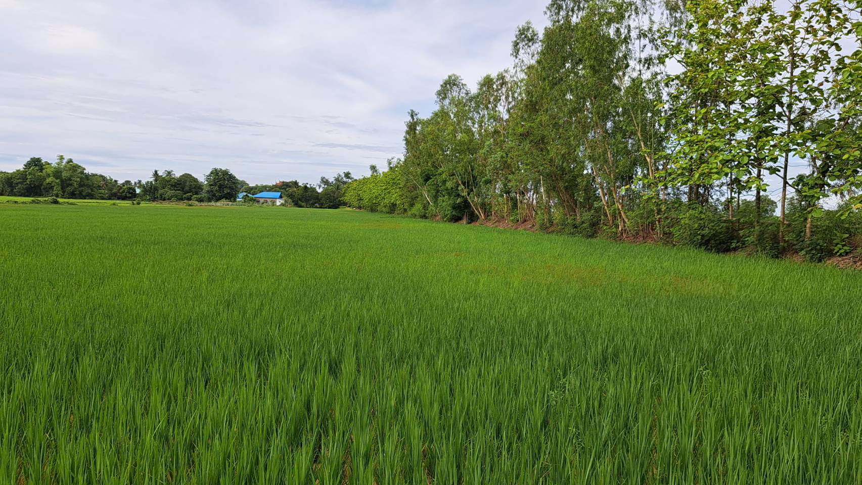 ขายด่วน-ที่ดินโฉนด-9-3-6ไร่-ติดหมู่บ้าน-มีน้ำไฟฟ้า