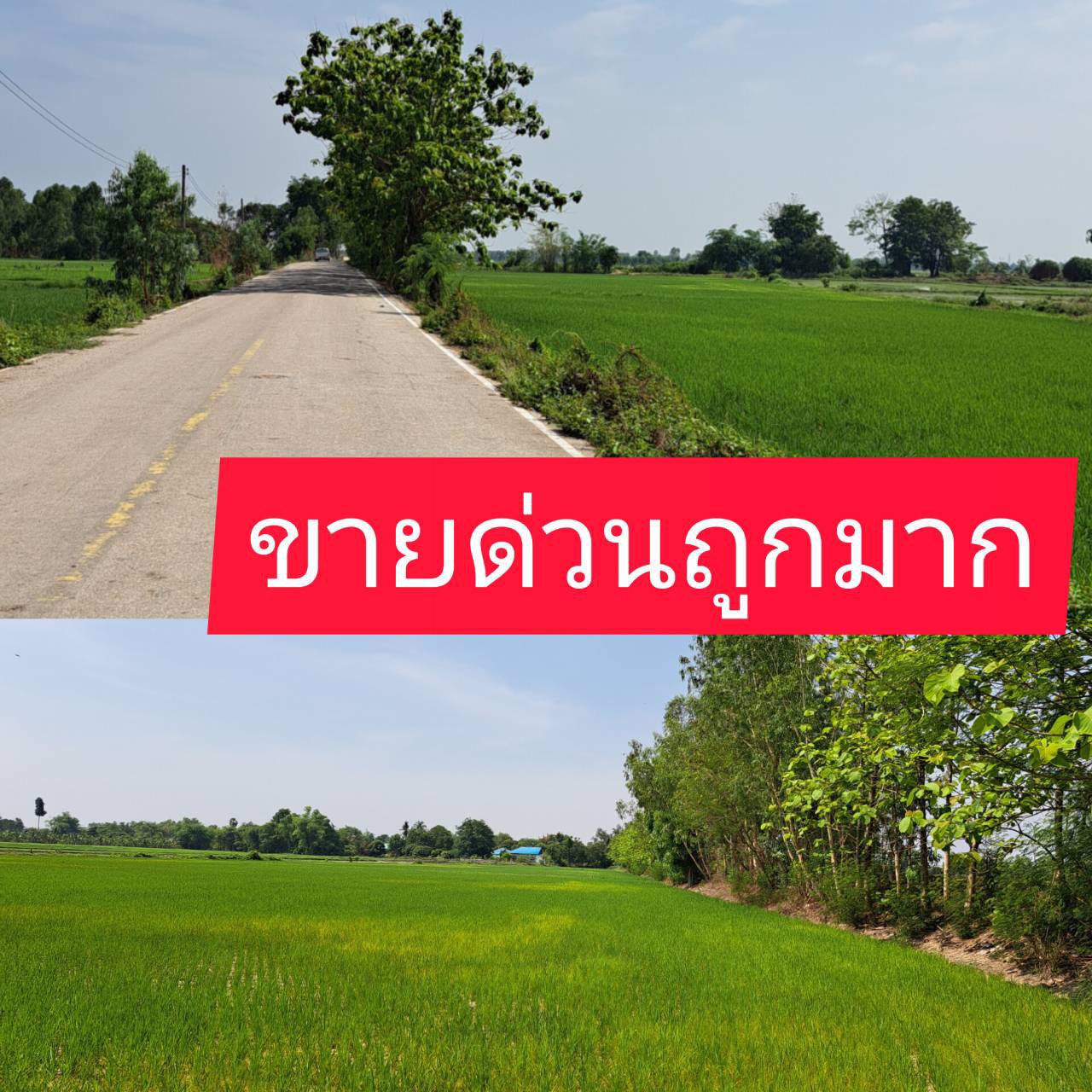 ขายด่วน-ที่ดินโฉนด-9-3-6ไร่-ติดหมู่บ้าน-มีน้ำไฟฟ้า