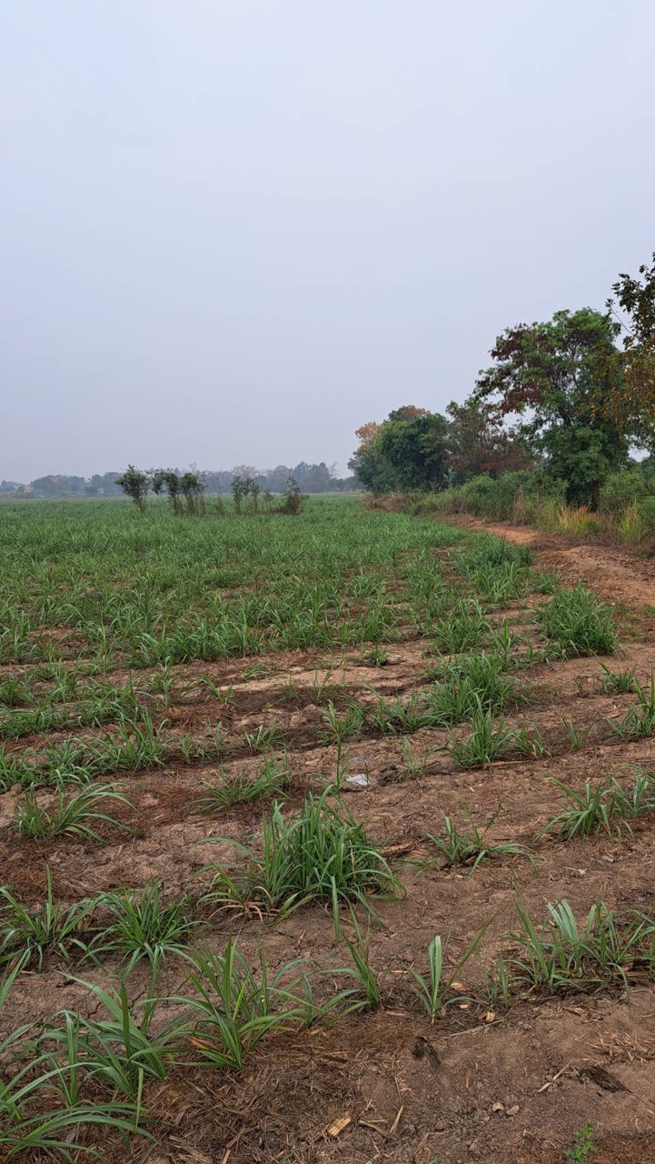 ขายที่โฉนด-ขนาด-29-3-40ไร่