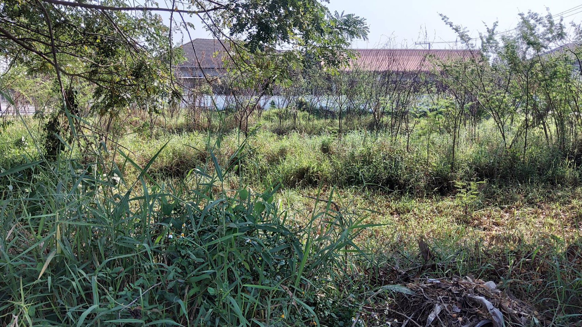 ขายต่ำกว่าราคาตลาดที่ดินขนาด-1ไร่-แปลงมุม-รูปแปลงสวย-ทำเลดี