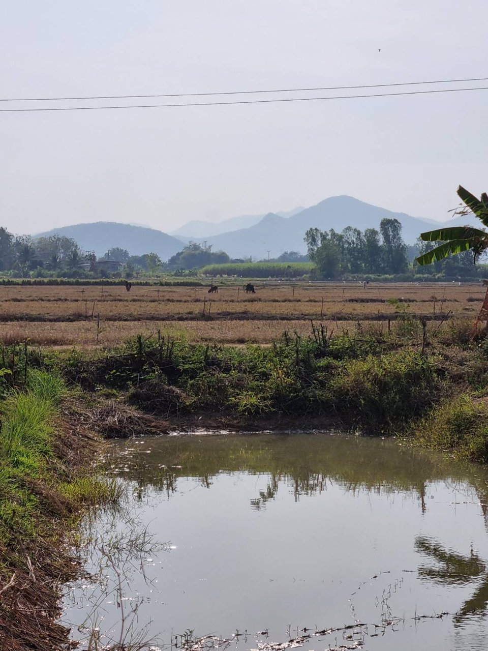 ขายที่ดิน-ที่ถมแล้ว-เนื้อที่-1-ไร่-พร้อมบ่อน้ำ