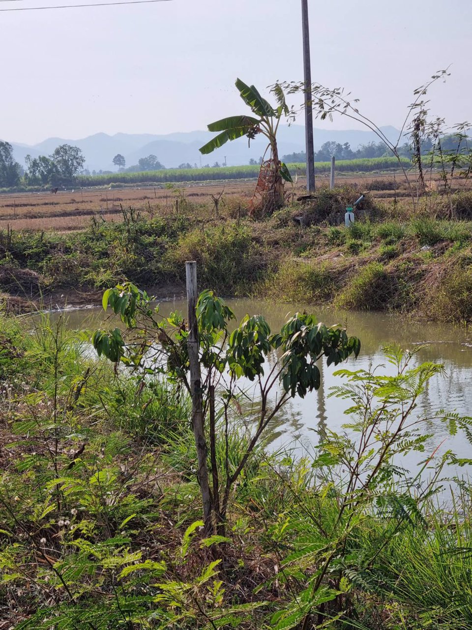 ขายที่ดิน-ที่ถมแล้ว-เนื้อที่-1-ไร่-พร้อมบ่อน้ำ