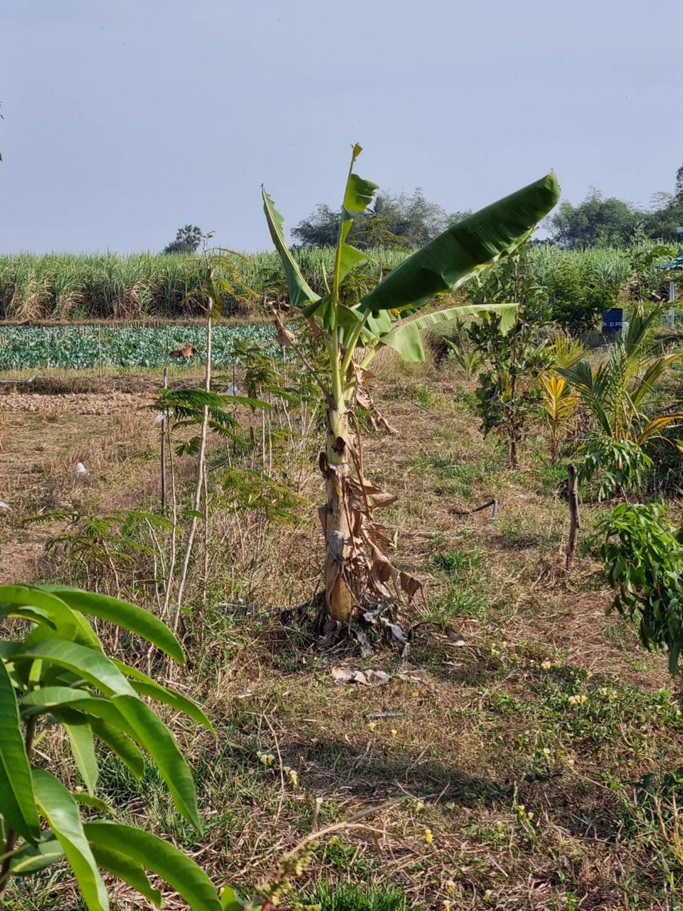 ขายที่ดิน-ที่ถมแล้ว-เนื้อที่-1-ไร่-พร้อมบ่อน้ำ