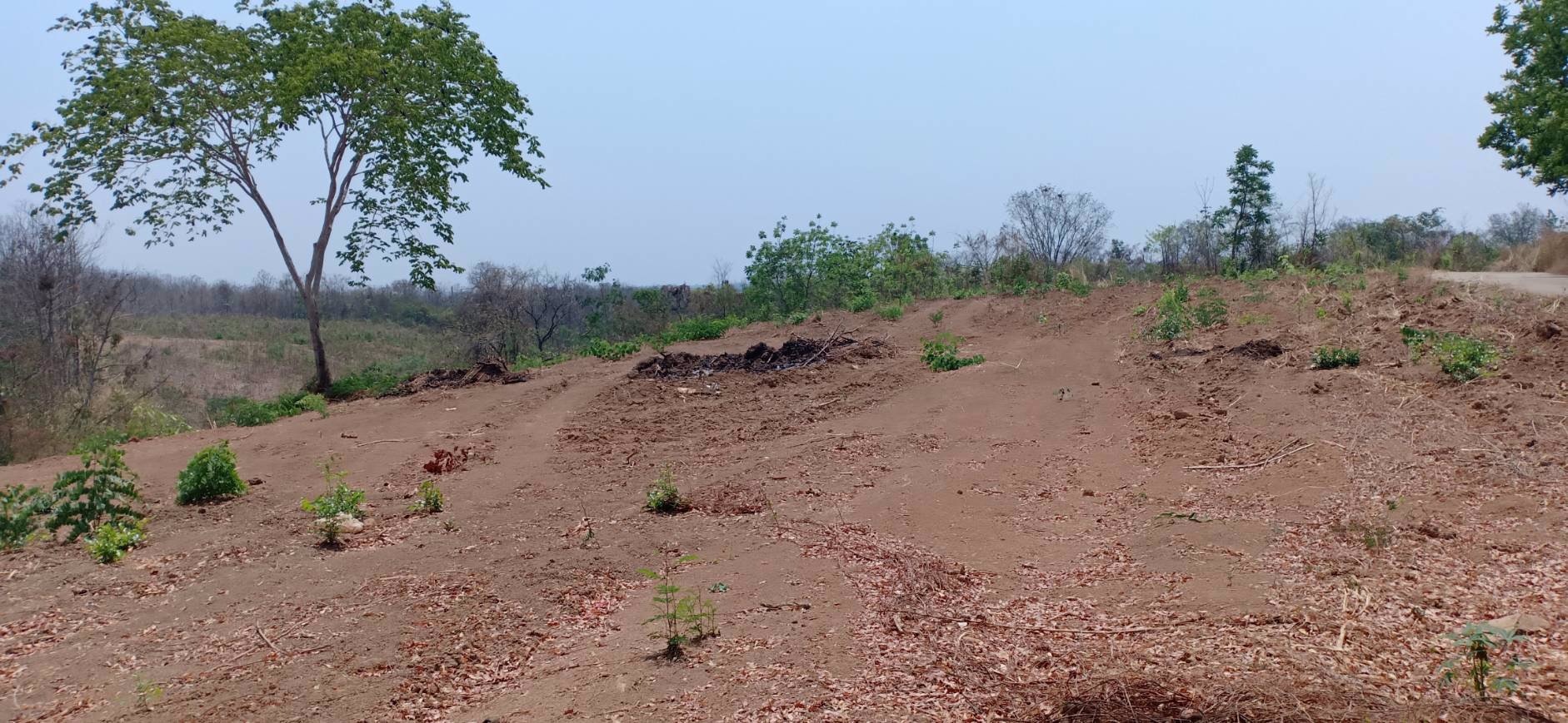 ขายที่ดิน-3-ไร่-1-งาน-74-ตรว