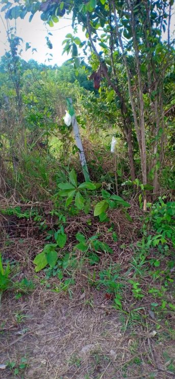 ขายที่ดินจัดสรร-เนื้อที่-81ตรว-ราคา179000บาท-ผ่อนวัน100บาท-มีน้ำ-ไฟฟ้า