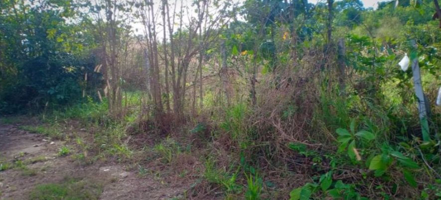 ขายที่ดินจัดสรร-เนื้อที่-81ตรว-ราคา179000บาท-ผ่อนวัน100บาท-มีน้ำ-ไฟฟ้า