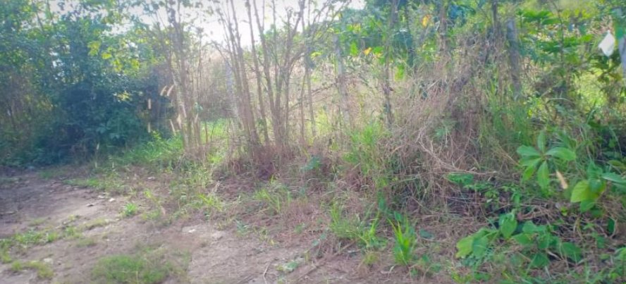 ขายที่ดินจัดสรร-เนื้อที่-81ตรว-ราคา179000บาท-ผ่อนวัน100บาท-มีน้ำ-ไฟฟ้า