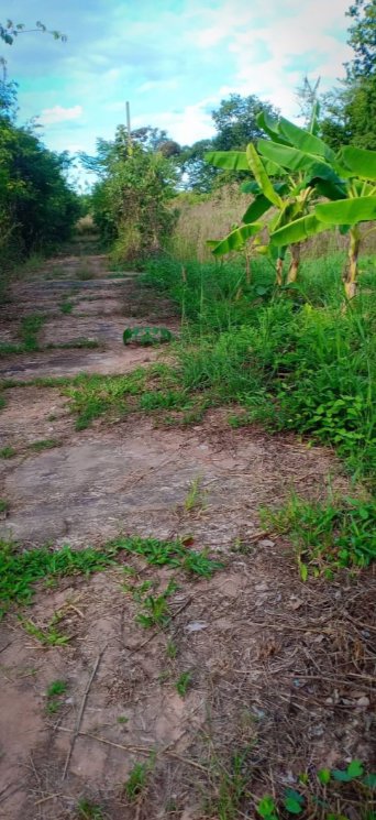 ขายที่ดินจัดสรร-เนื้อที่-81ตรว-ราคา179000บาท-ผ่อนวัน100บาท-มีน้ำ-ไฟฟ้า