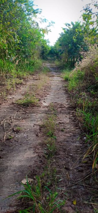 ขายที่ดินจัดสรร-เนื้อที่-81ตรว-ราคา179000บาท-ผ่อนวัน100บาท-มีน้ำ-ไฟฟ้า