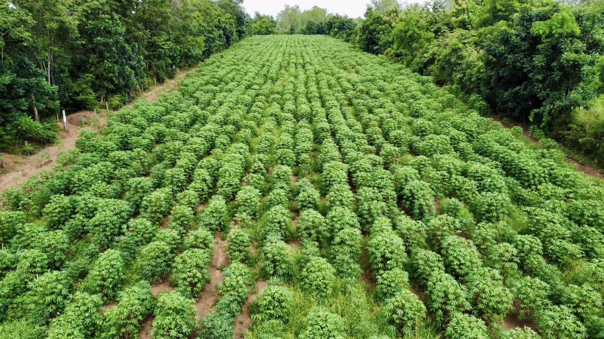 ขายที่ดิน-ศรีมหาโพธิ-ปราจีนบุรี