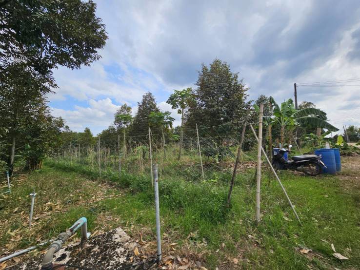 ขายที่ดินพร้อมสวนผลไม้-5-ไร่-อำเภอนายายอาม-จันทบุรี