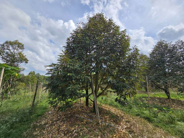 ขายที่ดินพร้อมสวนผลไม้-5-ไร่-อำเภอนายายอาม-จันทบุรี
