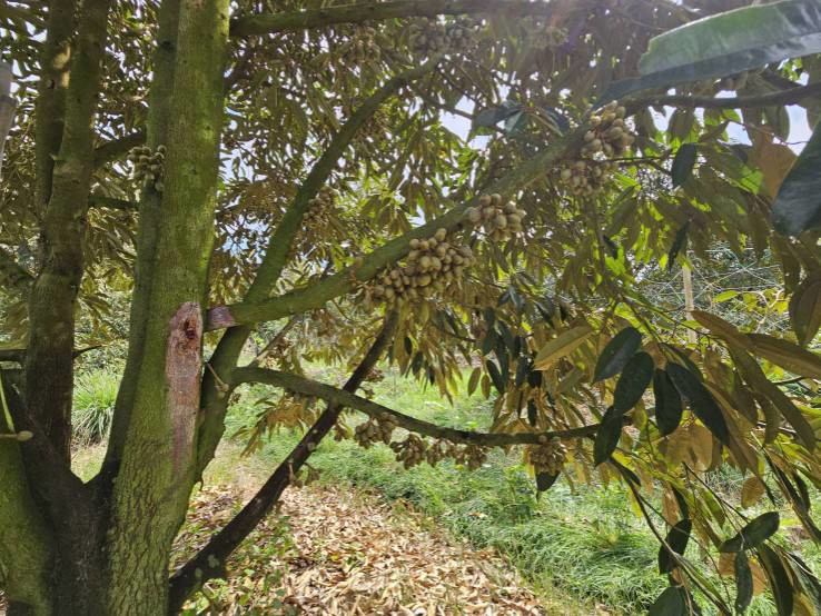 ขายที่ดินพร้อมสวนผลไม้-5-ไร่-อำเภอนายายอาม-จันทบุรี