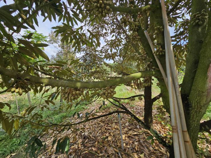 ขายที่ดินพร้อมสวนผลไม้-5-ไร่-อำเภอนายายอาม-จันทบุรี