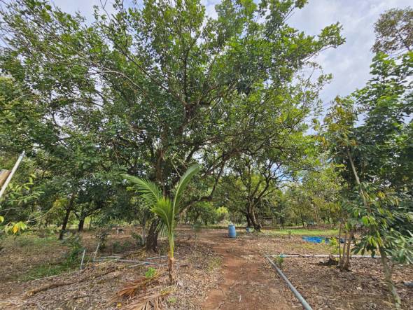ขายที่ดินพร้อมสวนผลไม้-5-ไร่-อำเภอนายายอาม-จันทบุรี