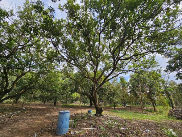 ขายที่ดินพร้อมสวนผลไม้-5-ไร่-อำเภอนายายอาม-จันทบุรี