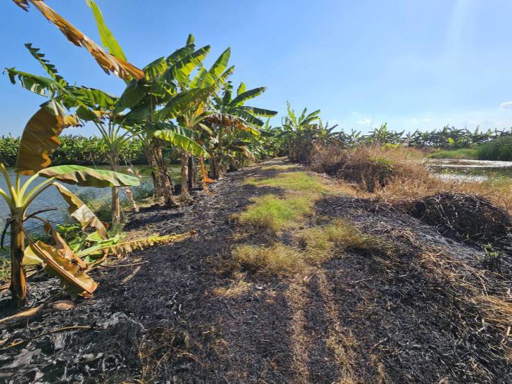 ขายที่ดิน-1-ไร่-ซอยวัดบัวโรย-สมุทรปราการ