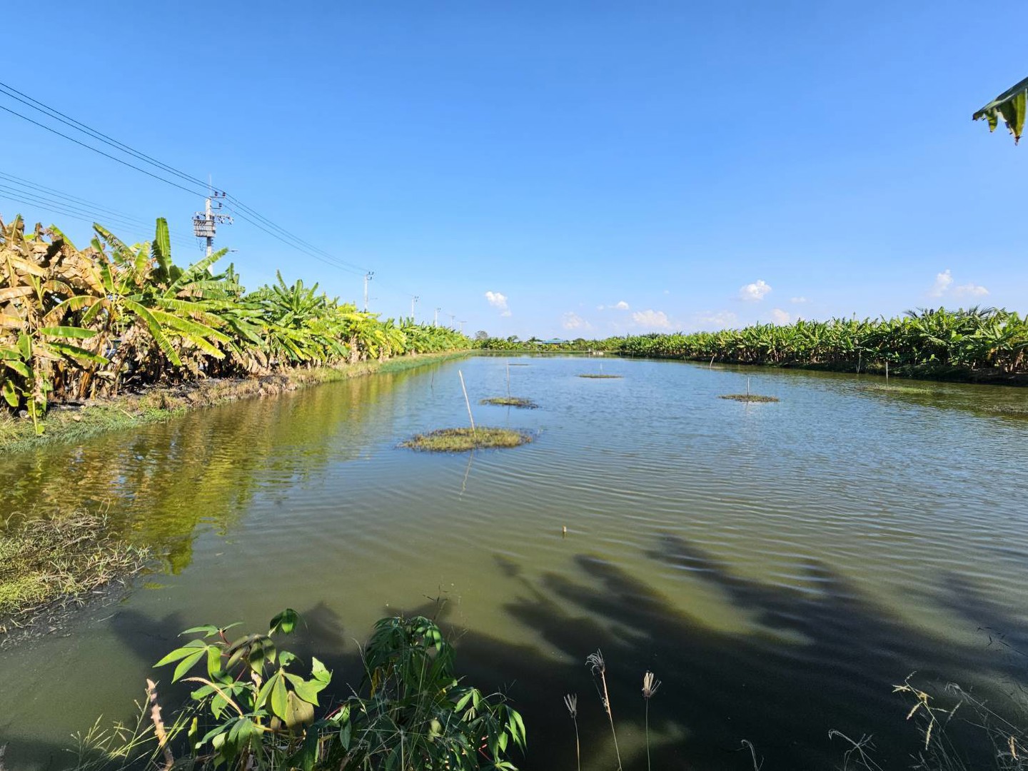 ขายที่ดิน-1-ไร่-ซอยวัดบัวโรย-สมุทรปราการ