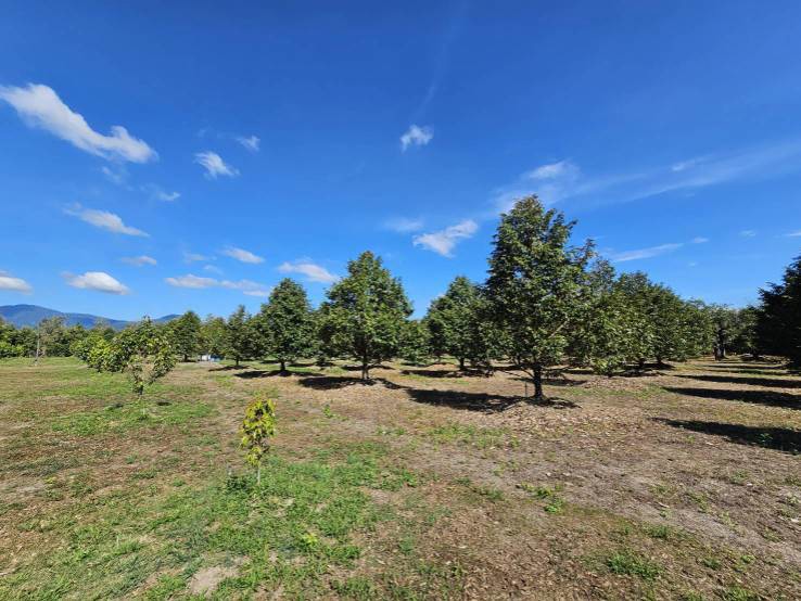 ขายสวนผลไม้-อำเภอขลุง-จันทบุรี-พร้อมให้ผลผลิต