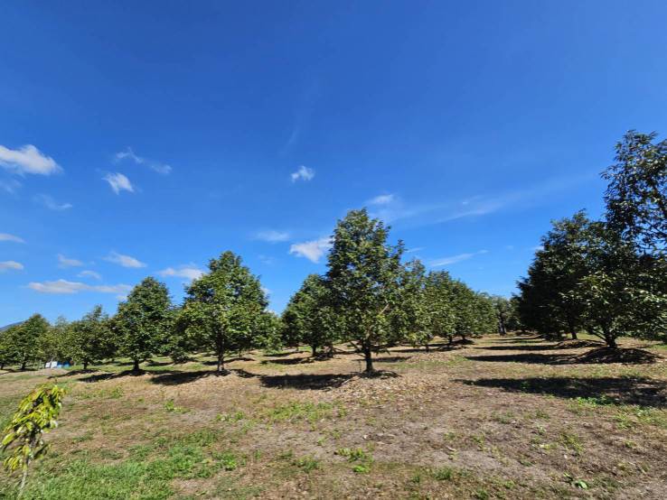 ขายสวนผลไม้-อำเภอขลุง-จันทบุรี-พร้อมให้ผลผลิต