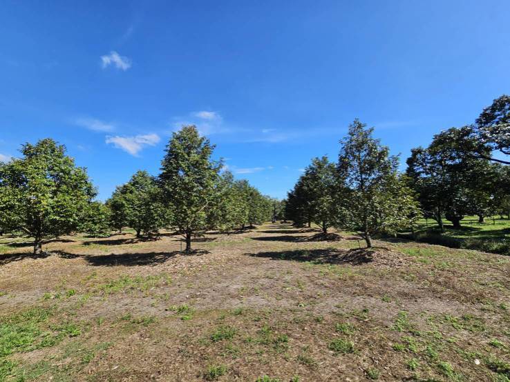 ขายสวนผลไม้-อำเภอขลุง-จันทบุรี-พร้อมให้ผลผลิต