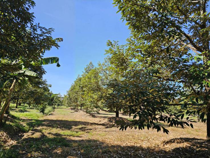 ขายสวนผลไม้-อำเภอขลุง-จันทบุรี-พร้อมให้ผลผลิต