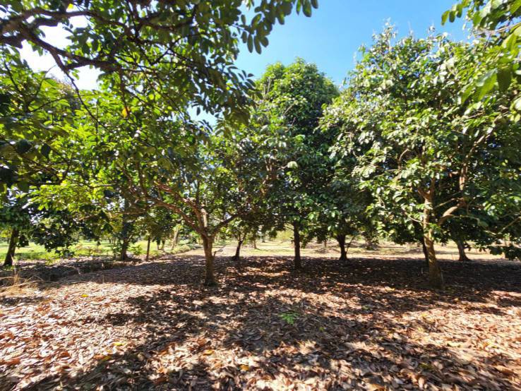ขายสวนผลไม้-อำเภอขลุง-จันทบุรี-พร้อมให้ผลผลิต