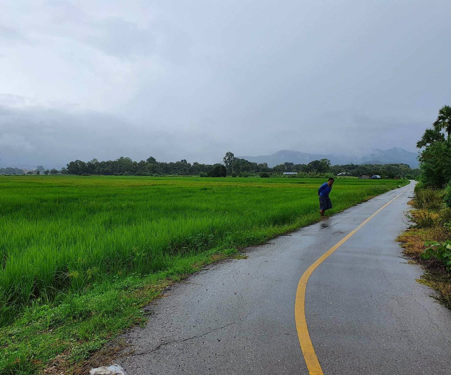 ประกาศขายที่นา-ตำบลแม่โป่ง-อำเภอดอยสะเก็ด-เจ้าของขายเอง