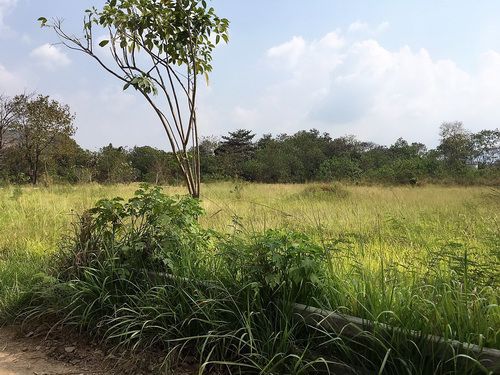 ขายที่ดินเปล่า-มวกเหล็ก-4-ไร่-ใกล้สนามกอล์ฟ-เซอร์เจมส์-คันทรี่-คลับ