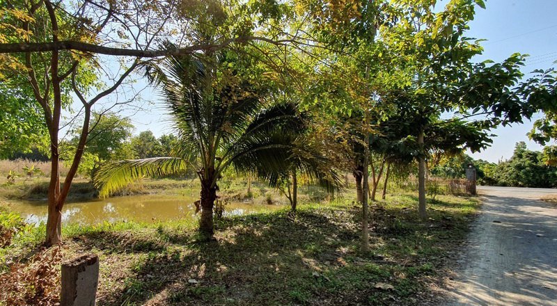 tc-086-ขายที่ดินสวนเกษตร-4-3-45-ไร่-พร้อมบ้าน-ป่าซาง-ลำพูน