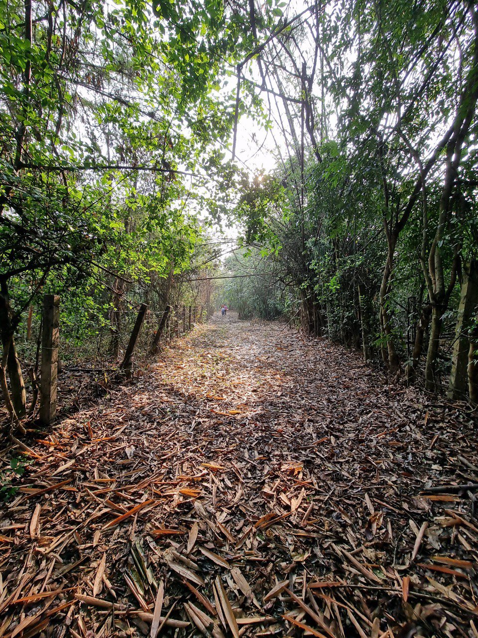 ขายที่โฉนด-เห็นวิวดอยสวย-อแม่ริม-ตเหมืองแก้ว-จ-เชียงใหม่-20ไร่-สนใจติดต่อ-089-955-7746