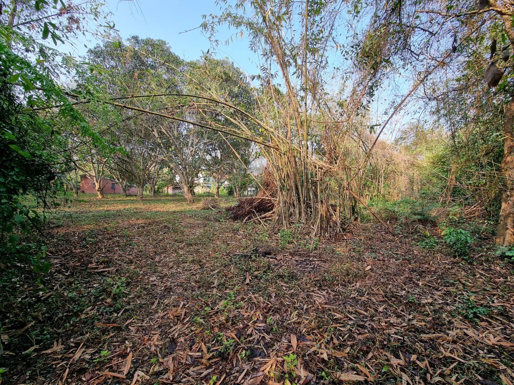 ขายที่โฉนด-เห็นวิวดอยสวย-อแม่ริม-ตเหมืองแก้ว-จ-เชียงใหม่-20ไร่-สนใจติดต่อ-089-955-7746