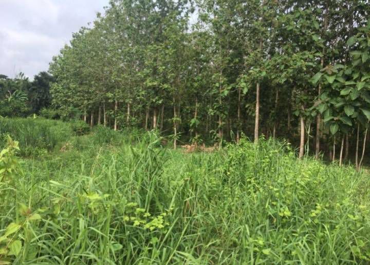 ที่ดินสวน-ทำเลดี-ติดถนนสาธารณะ-อหล่มสัก-จเพชรบูรณ์