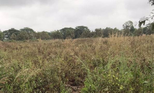 ที่ดินเปล่าแปลงสวย-ติดทางหลวงชนบท-พย4022-เหมาะสำหรับทำธุรกิจ-อดอกคำใต้-จพะเยา