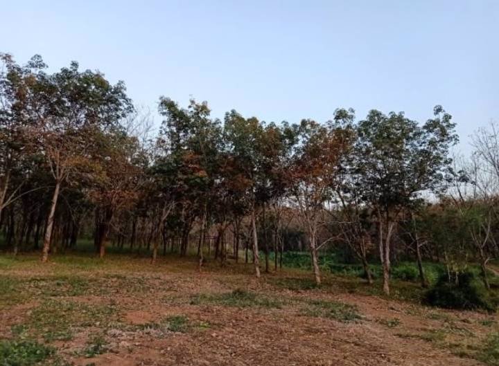 ขายที่ดินสวย-เหมาะทำการเกษตร-สร้างรีสอร์ท-ขุดดินขาย-อสอยดาว-จจันทบุรี