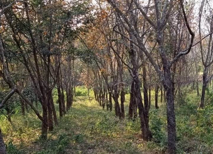 ขายที่ดินสวย-เหมาะทำการเกษตร-สร้างรีสอร์ท-ขุดดินขาย-อสอยดาว-จจันทบุรี