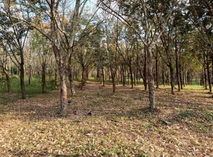 ขายที่ดินสวย-เหมาะทำการเกษตร-สร้างรีสอร์ท-ขุดดินขาย-อสอยดาว-จจันทบุรี