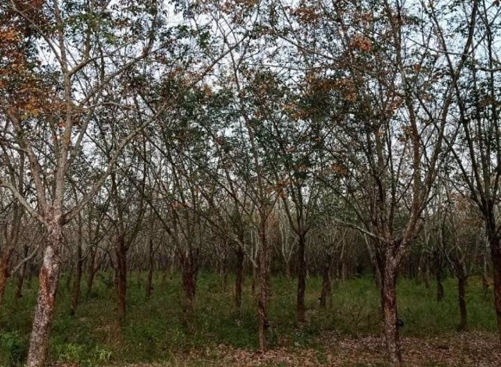 ขายที่ดินสวย-เหมาะทำการเกษตร-สร้างรีสอร์ท-ขุดดินขาย-อสอยดาว-จจันทบุรี