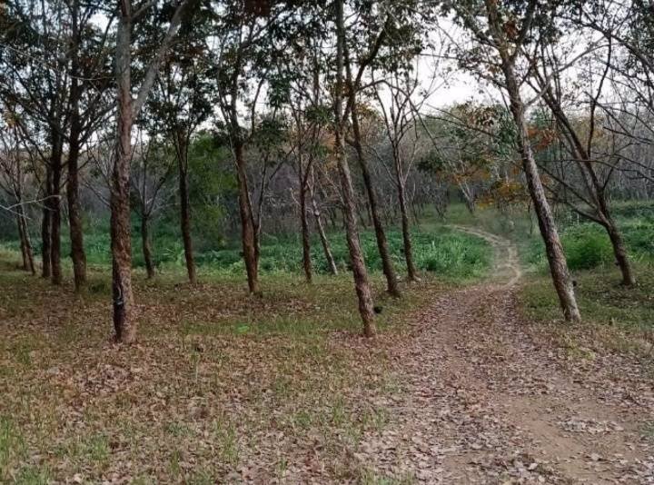 ขายที่ดินสวย-เหมาะทำการเกษตร-สร้างรีสอร์ท-ขุดดินขาย-อสอยดาว-จจันทบุรี