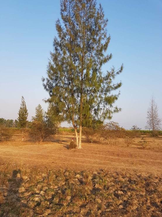 ขายที่ดิน-มีโฉนด-ราคาถูก-ตห้วยทรายเหนือ-อชะอำ-จเพชรบุรี