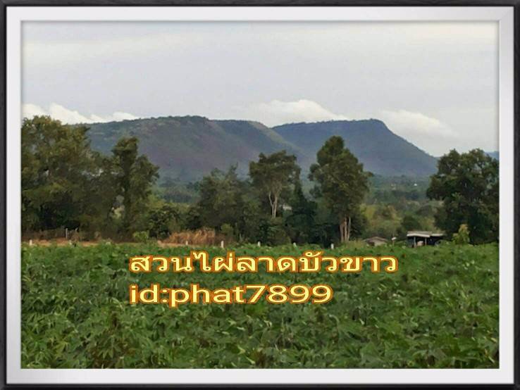 ที่ดินแบ่งขายหรือซื้อยกแปลง-มีถนน-น้ำไฟพร้อม-ใกล้อบตลาดบัวขาว-อสีคิ้ว-จนครราชสีมา