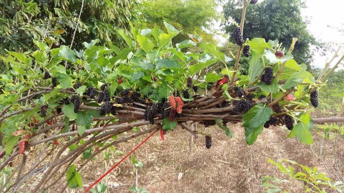 ที่ดินแบ่งขายหรือซื้อยกแปลง-มีถนน-น้ำไฟพร้อม-ใกล้อบตลาดบัวขาว-อสีคิ้ว-จนครราชสีมา