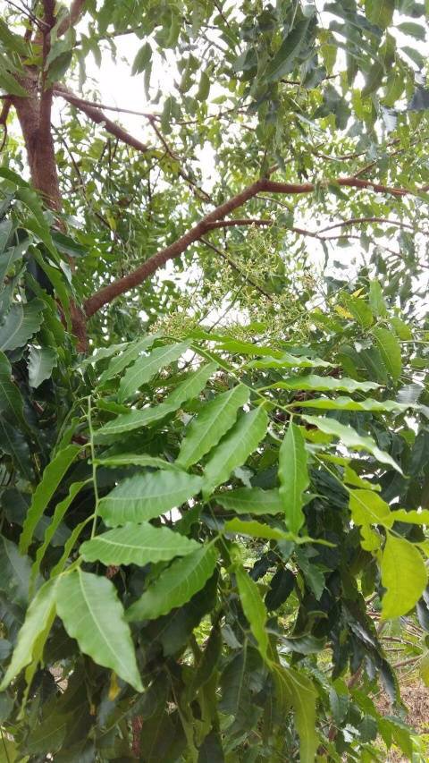 ที่ดินแบ่งขายหรือซื้อยกแปลง-มีถนน-น้ำไฟพร้อม-ใกล้อบตลาดบัวขาว-อสีคิ้ว-จนครราชสีมา