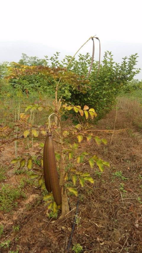 ที่ดินแบ่งขายหรือซื้อยกแปลง-มีถนน-น้ำไฟพร้อม-ใกล้อบตลาดบัวขาว-อสีคิ้ว-จนครราชสีมา