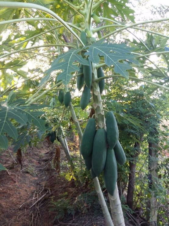 ที่ดินแบ่งขายหรือซื้อยกแปลง-มีถนน-น้ำไฟพร้อม-ใกล้อบตลาดบัวขาว-อสีคิ้ว-จนครราชสีมา