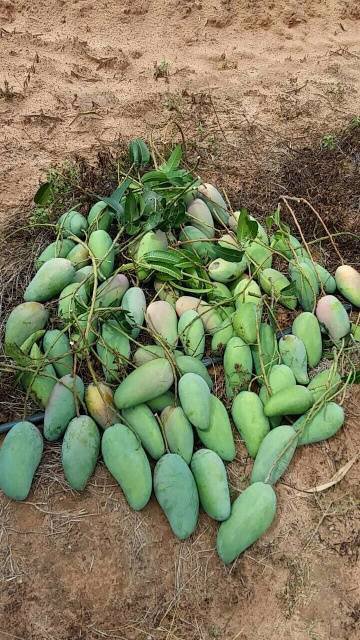 ที่ดินแบ่งขายหรือซื้อยกแปลง-มีถนน-น้ำไฟพร้อม-ใกล้อบตลาดบัวขาว-อสีคิ้ว-จนครราชสีมา