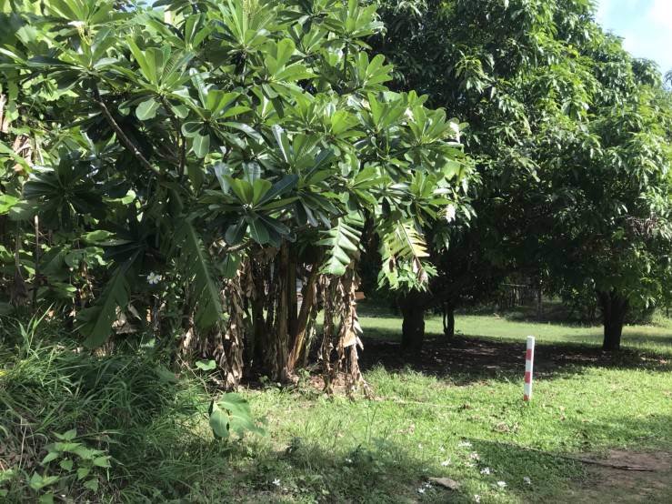 ขายที่ดินพร้อมสวนยาง-ติดถนนสี่เลน-เจ้าของขายเอง-ตโพนทราย-อเมือง-จมุกดาหาร